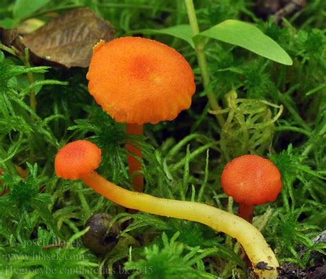 Hygrocybe Cantharellus Alchetron The Free Social Encyclopedia