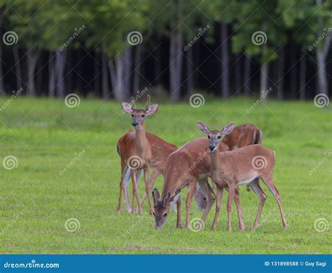 Grazing Whitetail Deer Herd Stock Photo Image Of Eating Male 131898588