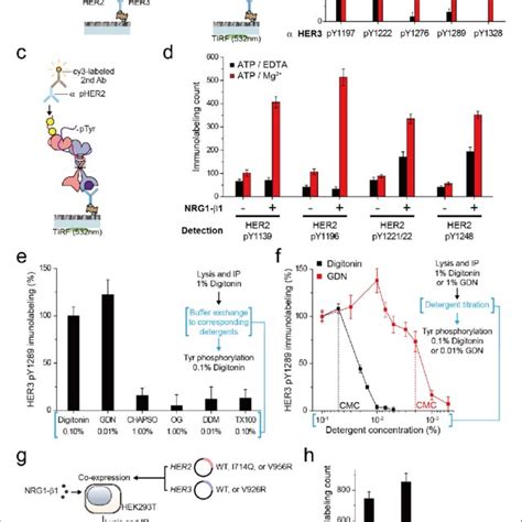 Immunoprecipitated Single HER2 HER3 Heterodimers Preserve The Tyrosine