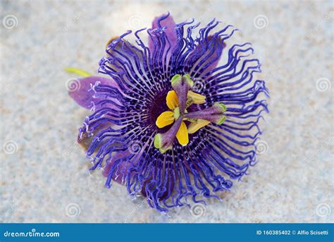 Blue passion flower stock photo. Image of bloom, caerulea - 160385402