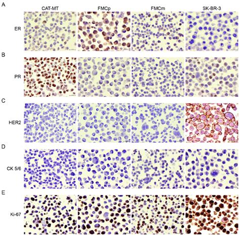 Molecular Subtypes Of Feline Mammary Carcinoma Cell Lines The Feline