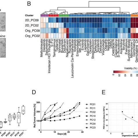 Phenotypic And Molecular Landscape Of A Pdac Organoid Biobank A Download Scientific Diagram