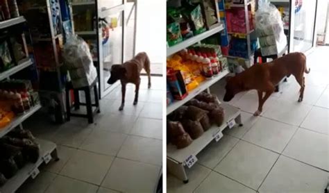 Facebook Viral Perro Aprovecha Descuido De Vendedor Para Llevarse Una