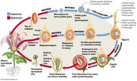 Lecture 6 Plant Diversity 2 Key Lineages Of Land Plants Gymnosperms And Angiosperms Seed