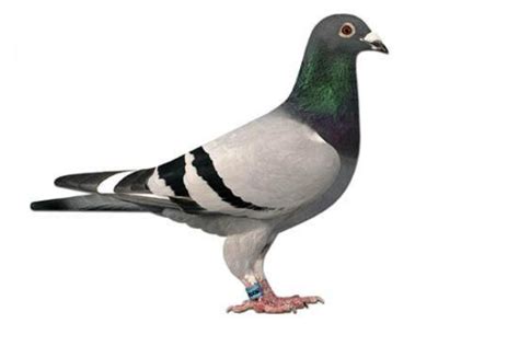 Recognition Of Physical Attributes Of Racing Pigeons Winning Pigeon