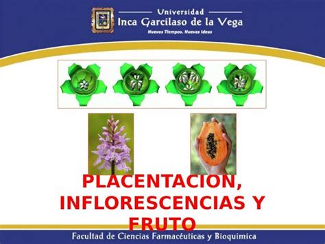 Ppt Inflorescencia Placentacion Y Fruto Dokumen Tips