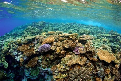 Fiji Snorkeling Tour in Beqa Lagoon 2021 - Pacific Harbour - Viator