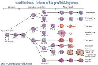 Hématopoïétique cellule souche définition et explications