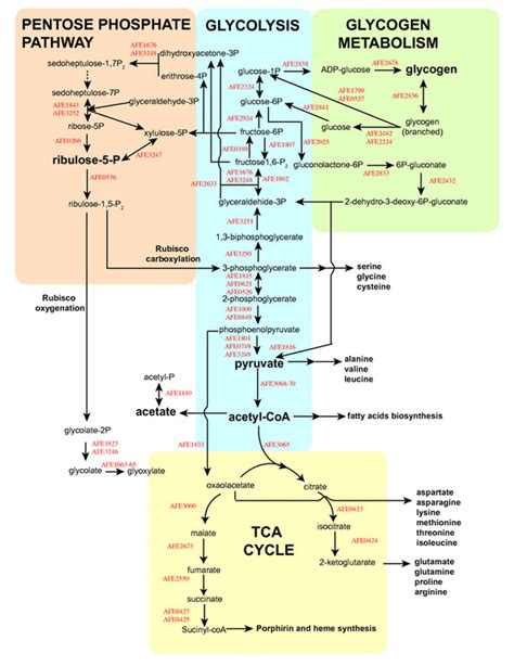 Carbohydrate Metabolism Welcome To Bio Stud