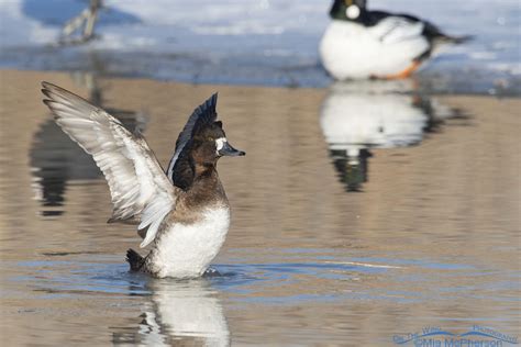 Hen Scaup