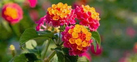 Raisons Pour Lesquelles Votre Lantana Ne Fleurit Pas Goodgardenthing