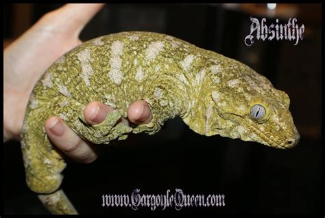 New Caledonian Giant Gecko Jonathans Jungle Roadshow Atelier Yuwa