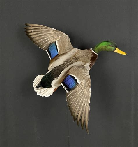 Mallard Mount Mallard Drake Mounts Puddle Duck Mounts Taxidermy