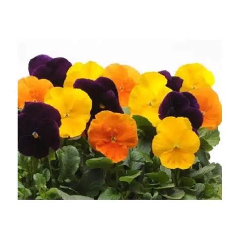 5 8fl Pansy Harvest Mix Hands Garden Center