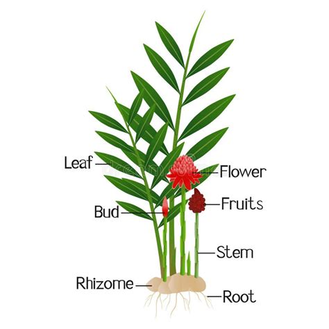 Parts Of Ginger Root Leaves Flower Set Of Plants In Vector Pieces Of Ginger Stock Vector