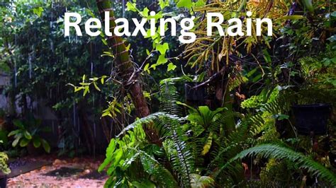 "Forest Rain: Relaxing Sounds for Stress - One News Page VIDEO