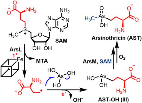 Arsinothricin Biosynthesis Involving A Radical SAM Enzyme For