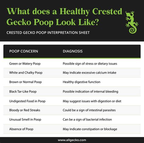 What Does a Healthy Crested Gecko Poop Look Like?