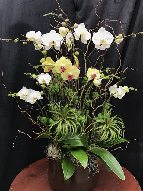 Orchid Arrangements - Custom | Elegant Orchids | United States