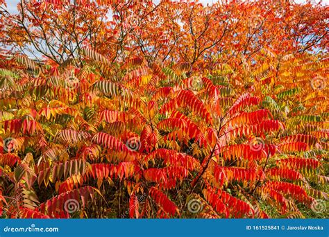 Autumn Colored Trees And Leaves Of Staghorn Sumac Rhus Hirta Syn Rhus