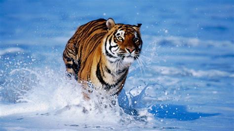 Wild Animals Desktop Wallpapers - Top Free Wild Animals Desktop ...