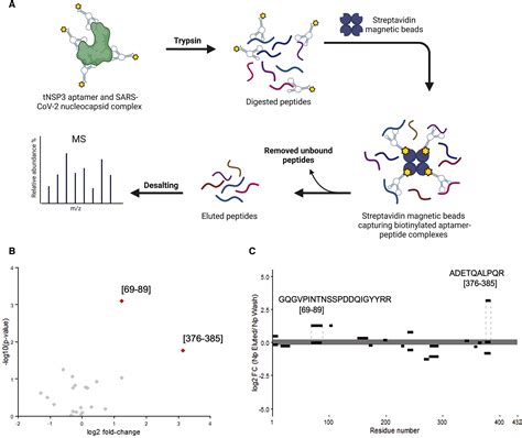 Discovery Of Dna Aptamers Targeting Sars Cov Nucleocapsid Protein And