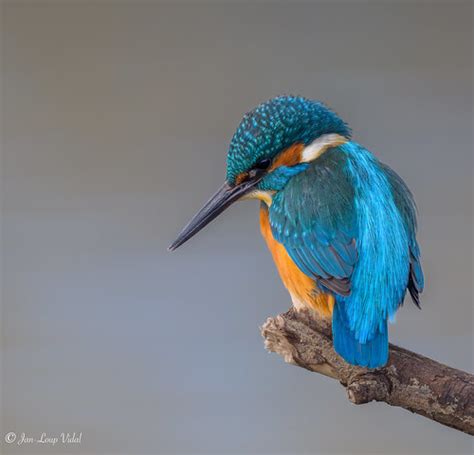 Martin pêcheur d Europe Alcedo atthis Common Kingfishe Flickr