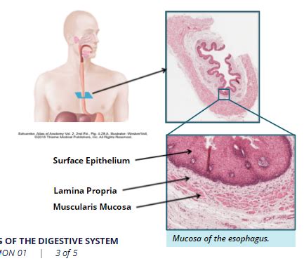 Anat M Digestive System Flashcards Quizlet