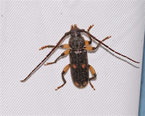 Coleoptera Cerambycidae Cerambycinae Flickr