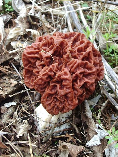 10 Quirky Mushrooms That Look Like A Brain Balcony Garden Web