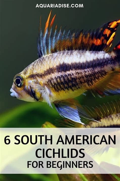 South American cichlids | 6 colorful species for beginners! - Aquariadise