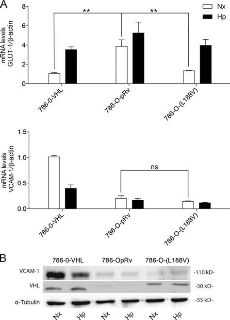 Role of HIFα in VCAM 1 regulation in ccRCC cell lines A VCAM 1 and