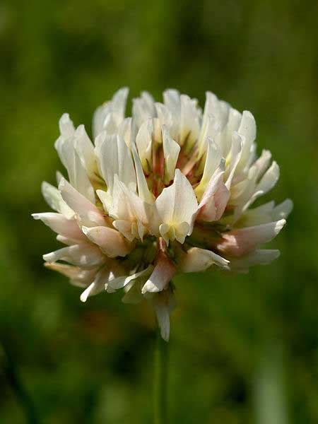 Trifolium Repens