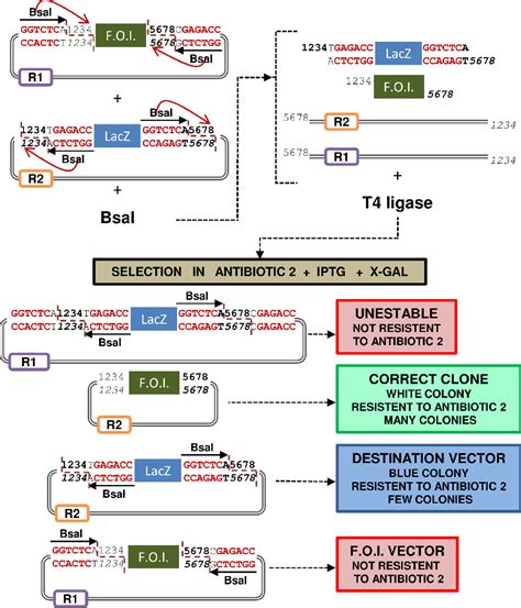 Figure From Design And Development Of Modular Dna Assembly Tools For