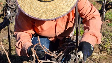 CANARIAS Tenerife rinde tributo a su técnica de cultivo única en el mundo