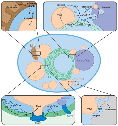 Frontiers Lipid Droplet Organelle Contact Sites As Hubs For Fatty