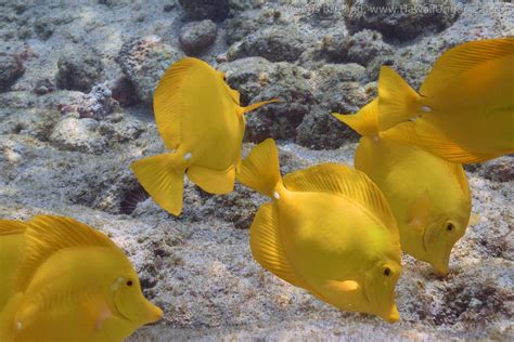 Yellow Tang Zebrasoma Flavescens Dsc Kris Bruland