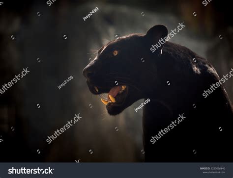 Portrait Black Jaguar Panther Stock Photo 1253098840 | Shutterstock