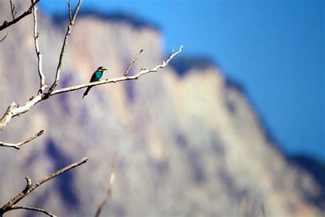 Free picture: exotic bird, tropical, rainforest, animal, bird