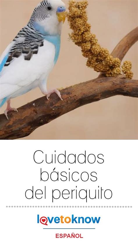 Cuidados básicos del periquito LoveToKnow Periquitos Mascotas