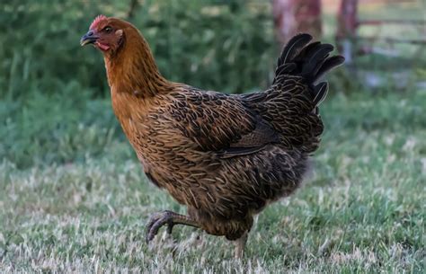 Brown Leghorn: Temperament, Eggs, and More | Chicken Fans