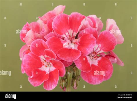 Geranium Moonlight Vinetta Pelargonium Stock Photo Alamy