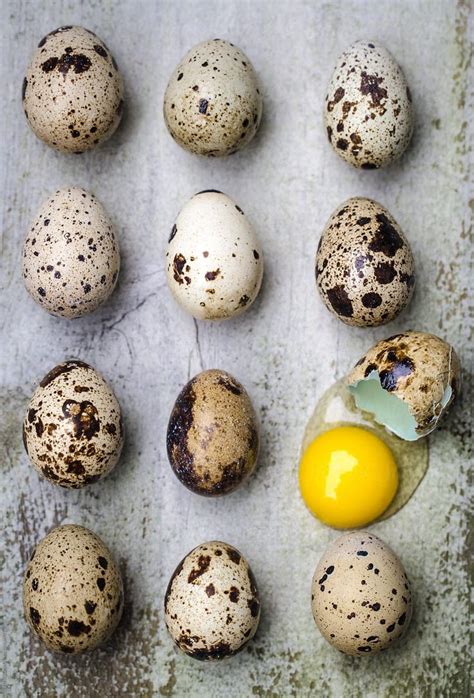 Quail Eggs By Stocksy Contributor Alan Shapiro Quail Eggs Eggs Food Photo