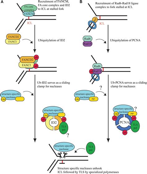 Frontiers Coordinated Cut And Bypass Replication Of Interstrand