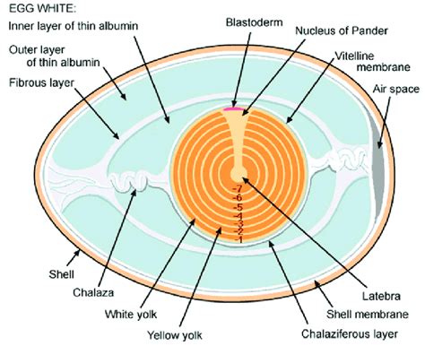 Chicken Egg Diagram