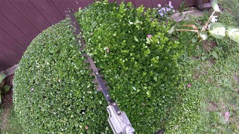 Boxwood 3 Minute Trim With Power Shears Youtube