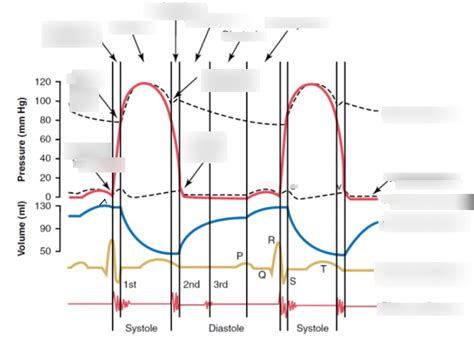 Wiggers Diagram Physiology Diagram Quizlet