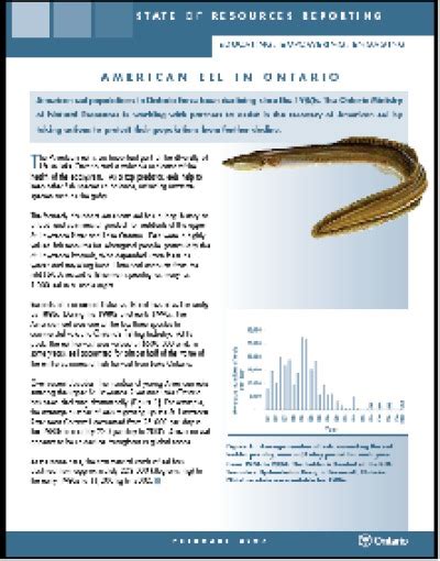 American Eel Publications Ontario