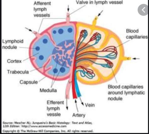 Lymphoid System Organs Flashcards Quizlet