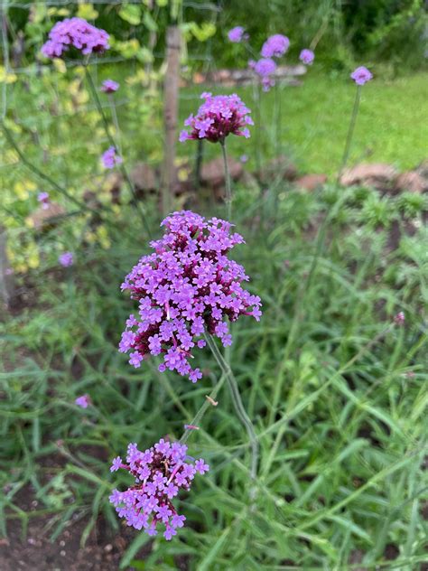Tall Purple Top Verbena – Revival Seeds